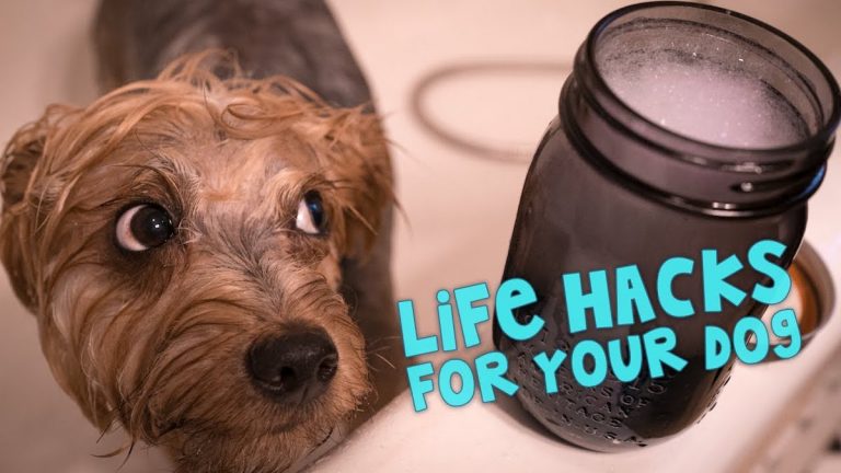 11 Awesome Life Hacks for Your Dog