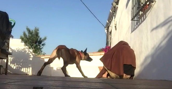 Dog Who Missed Her Owner Terribly Gets The Best Surprise