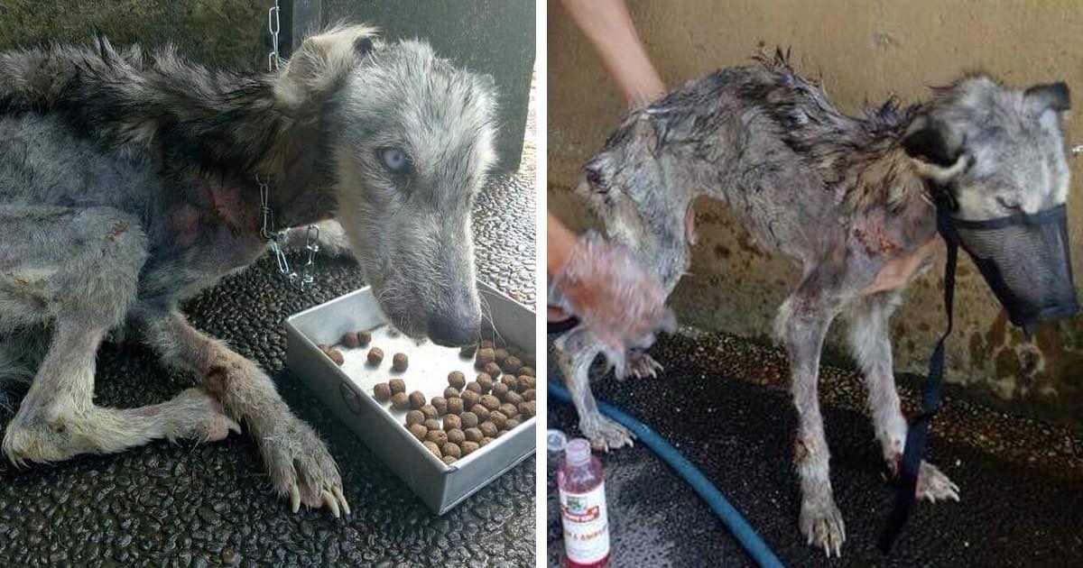 Man Rescues Malnourished Husky Off The Street, Transforms Her Into Beautiful Dog