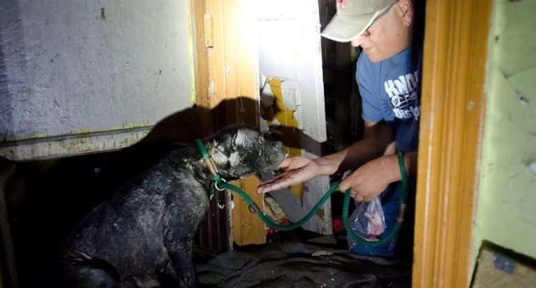 Rescuers Dig Through Terrifying House to Save Sick Dog and Her Puppies