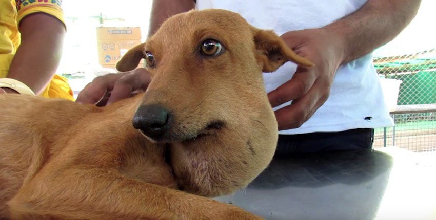 Mama Dog with Huge Abscess on Her Neck Fights to Stay Alive for Her Puppies