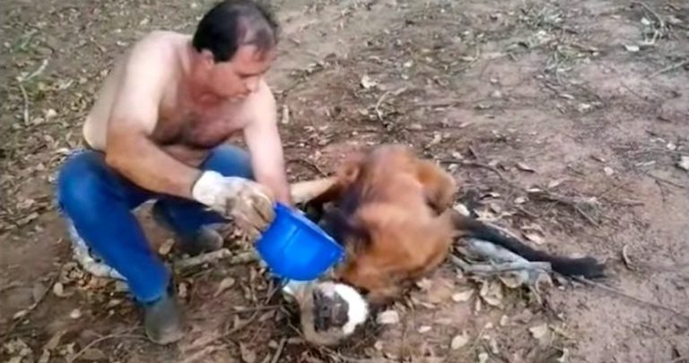 Man Rescues Dehydrated Maned Wolf Who Collapses Under His Truck