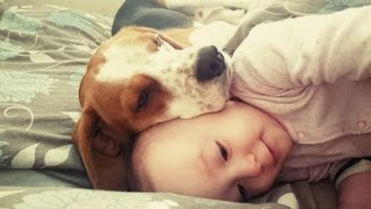 Beagle Dog and Small Baby are Best Friends
