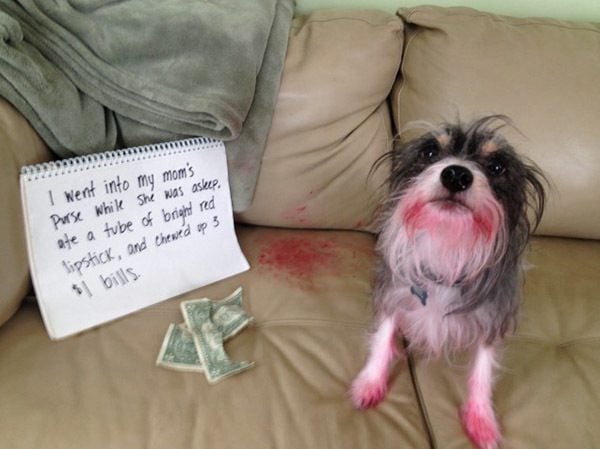 15 Naughty Dogs Who Just Want To Help Out Their Moms