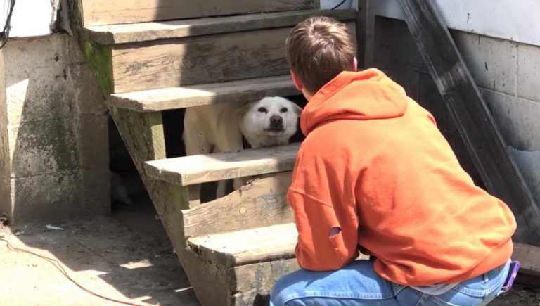 Abandoned Dog is Shaking So Hard from Fear He Makes Rescuers Cry