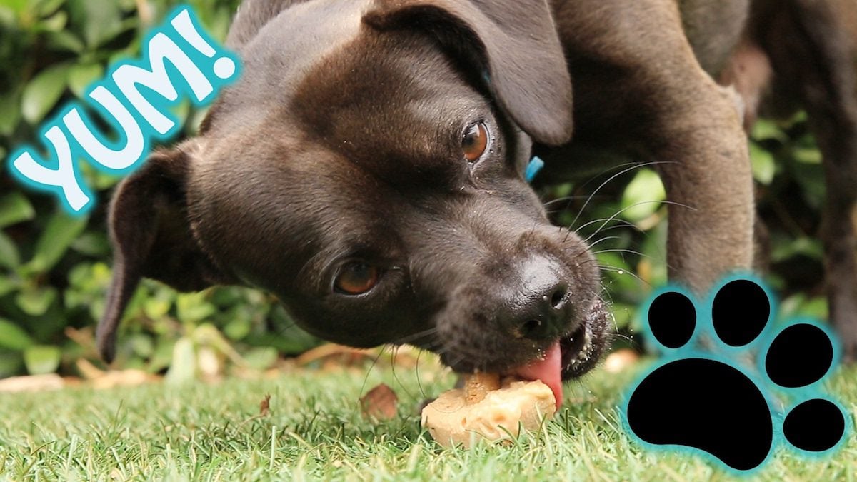 Four Pupsicle Recipes to Keep Your Dog Cool in Hot Weather