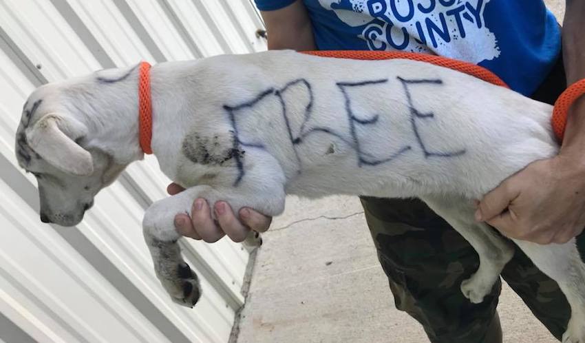 Abandoned Dog Found with ‘Free’ and ‘Good Home Only’ Written On Body