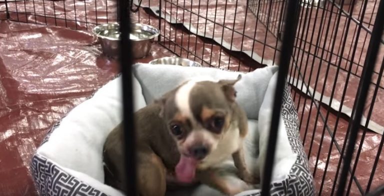 Senior Chihuahua Just Rescued From Puppy Mill Tries His First Ever Bed