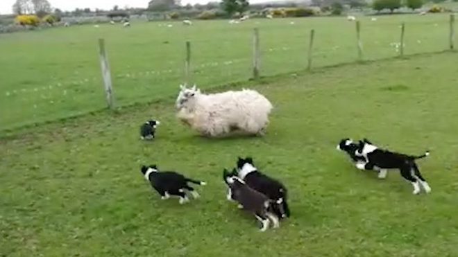 Border Collie Puppies Have Adorable First Day Herding Sheep