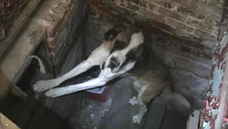 dog found in abandoned house
