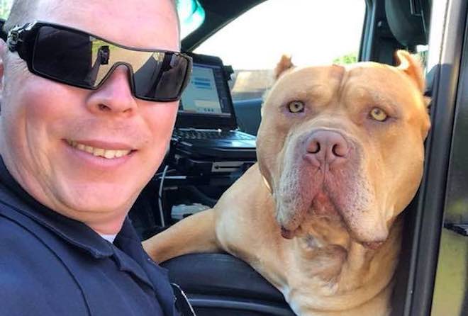 Cop Receive ‘Vicious Dog Call’ Only To Find The Pit Bull Wants To Go For A Ride