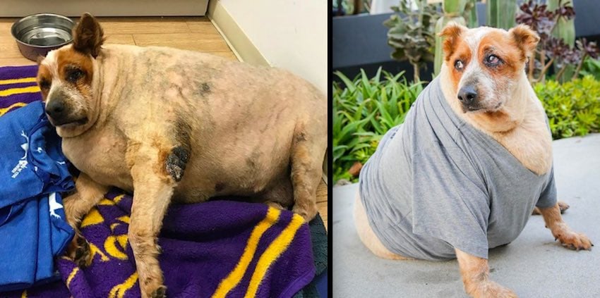 Overweight Dog Sheds Pounds and Becomes Happier Every Day