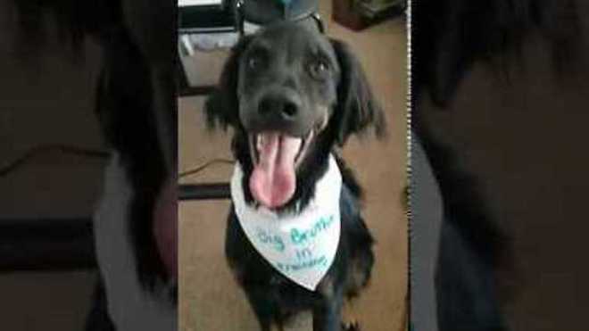 dogs deliver baby mesage