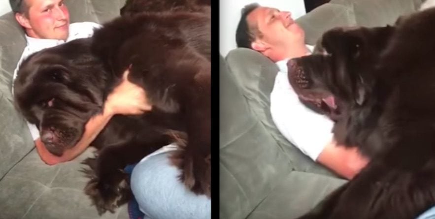Giant Newfoundland Dog Demands Scratches from His Dad