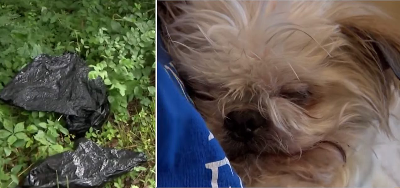 Woman Saves Senior Dog Dumped In Garbage Bag On Side of Road