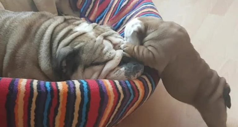 Adorable Bulldog Puppy Tries To Wake Up Tired Mom For Playtime