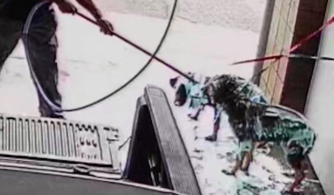 Car Wash Owner Horrified As Man Uses Car Wash to ‘Clean Dogs’