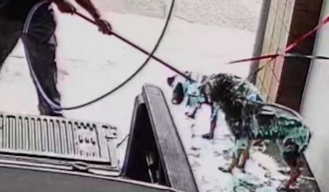 dogs in car wash