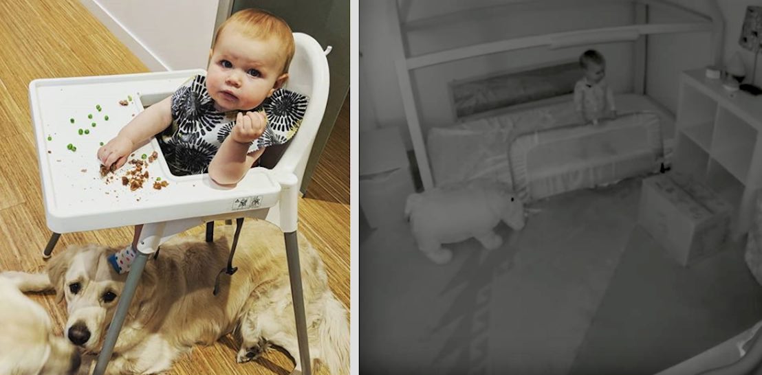 Baby Cam Busts Golden Retrievers Helping Toddler Escape Her Bedroom
