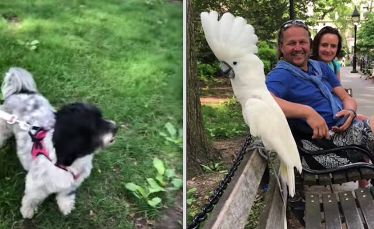 cockatoo barks at dog