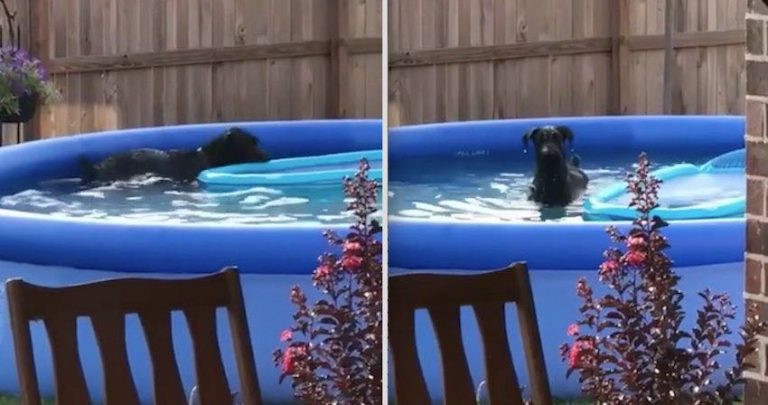 dog caught in pool