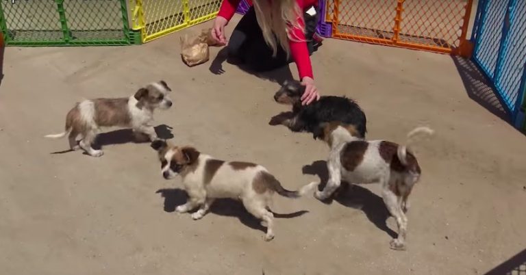 Family of Dogs Abandoned in Desert Rescued by Good Samaritan