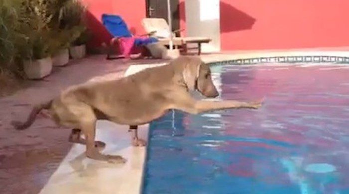 Weimaraner Tries To Get Frisbee Out of The Pool Without Getting Wet