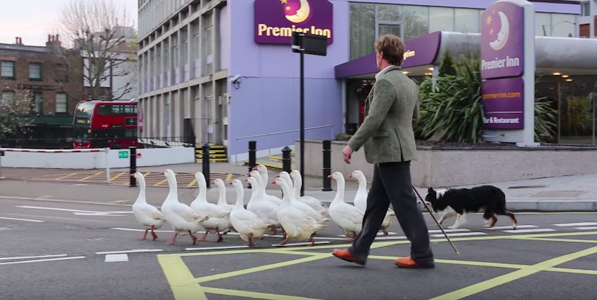 Border Collie Helps Herd Geese Across London