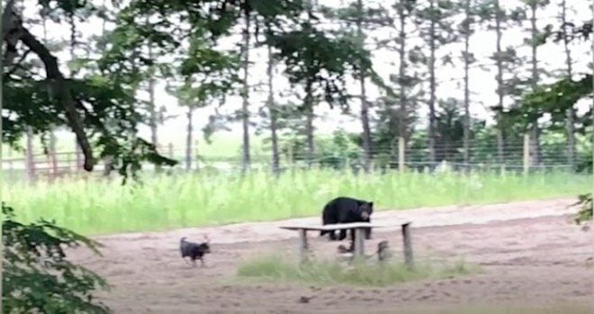 Brave Dog ‘Herds’ Large Bear Off of Farm After He Wanders Onto Property