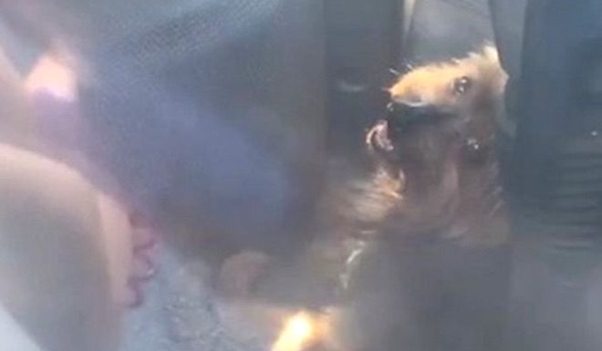 Dog Desperately Honks Horn to Get Rescued from Hot Car