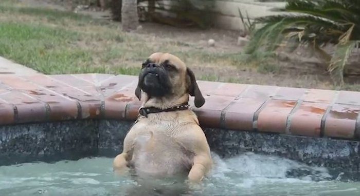 Dog Really Loves Taking A Soak in the Hot Tub