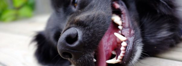 dog panting