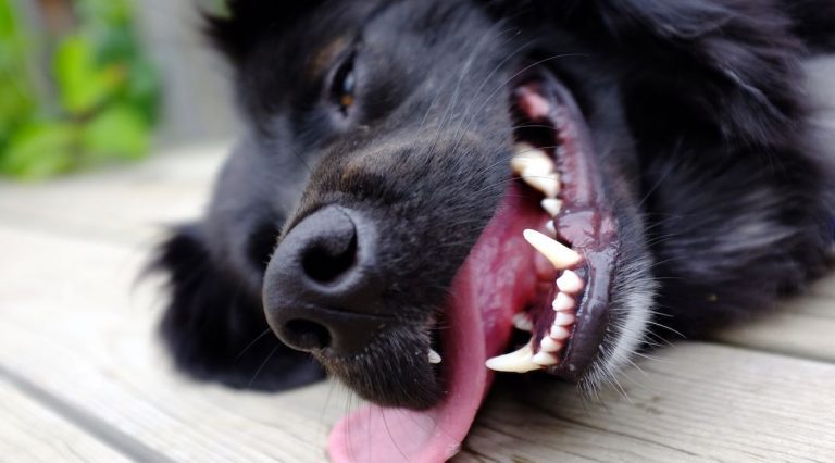 dog panting