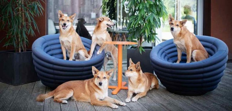 8 Pro Tips for Taking Awesome Photos of Your Dogs