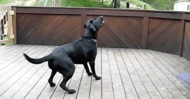 Surprise Gift is Dream Comes True for This Lucky Dog