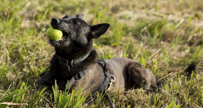 Rescue Group Says One Brand of Tennis Balls Caused ‘Chemical Burns’ and  Mouth Injuries in Dogs