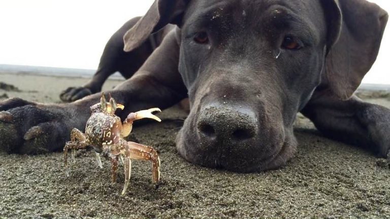 dog plays with crab