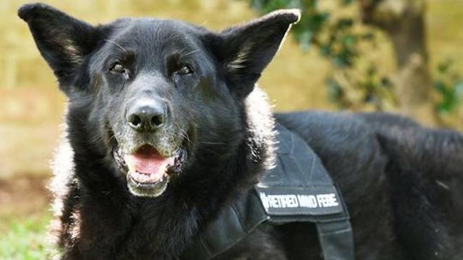 Military Dog Who Served in Iraq for 10 Years Gets Hero’s Goodbye