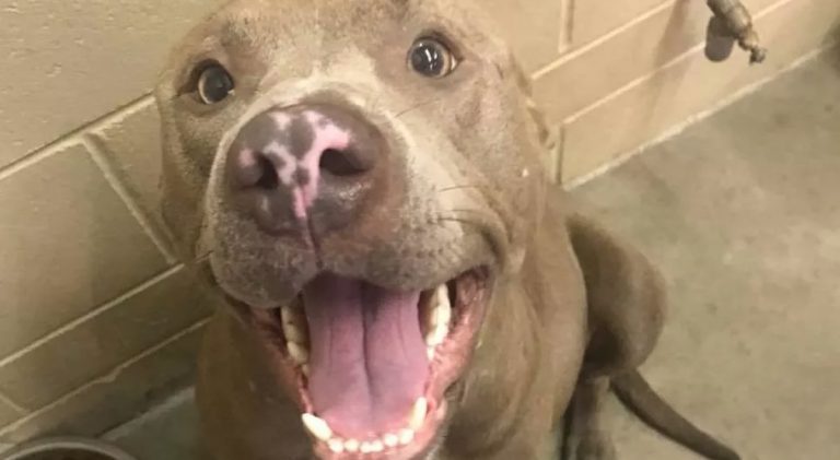 Dog Euthanized While In Labor At Shelter Sparks Outrage Among Dog Lovers