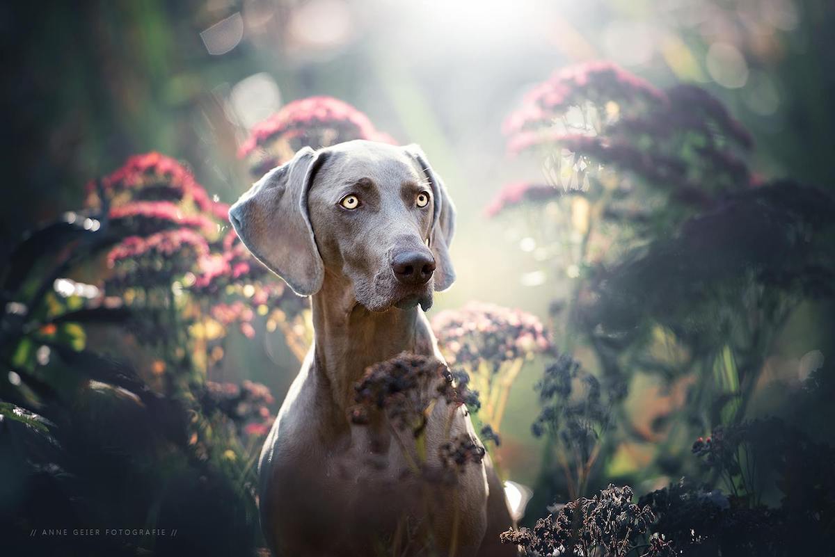 These Gorgeous Photos of Dogs in Summer Will Make You Want to Go Outside With Your Pup