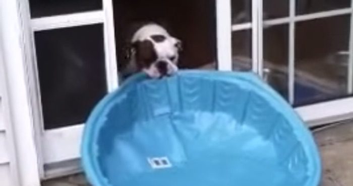 Clever Bulldog Figures Out Way to Fight Summer Heat