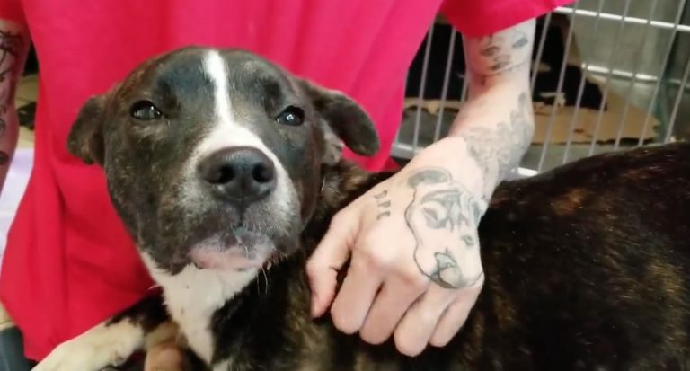 dog missing tongue rescued