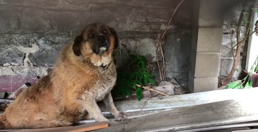 Senior Dog Dumped On Streets Can Hardly Walk But That Doesn’t Stop Him From Smiling at Rescuers