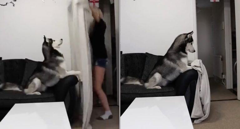 Husky Has Adorable Reaction to Owner’s Magic Disappearing Trick