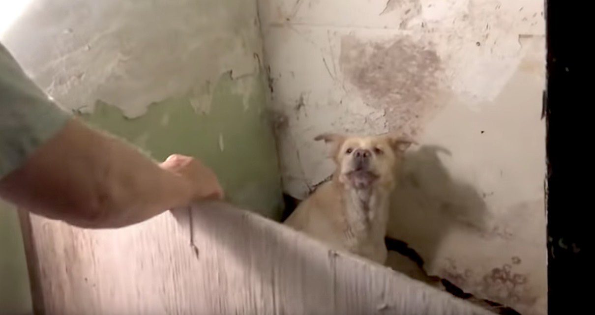 Stray Dog Living In Filth Growled at Her Rescuers But Now Just Wants Belly Rubs