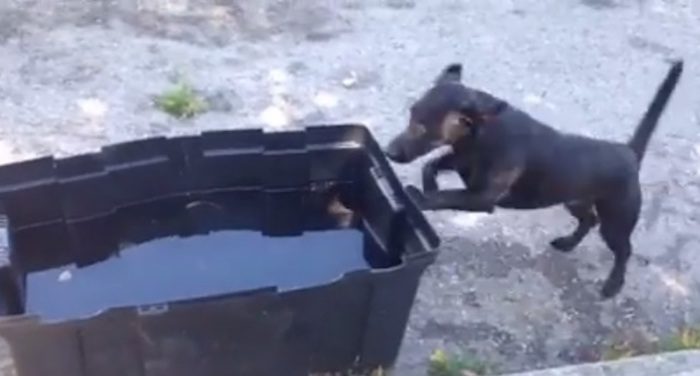 Cute Dog Has Insane Love of Splashing in the Water
