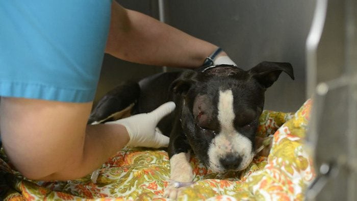 Family Finds Injured Puppy On Their Porch After He Escapes From Dog Fighting