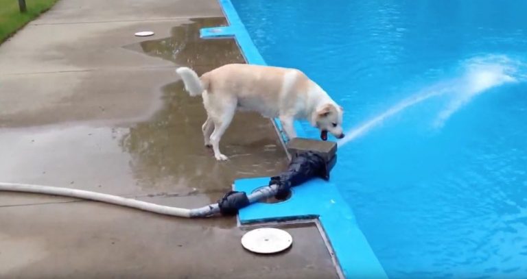 dog falls in pool