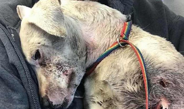 dog Lilac rescued