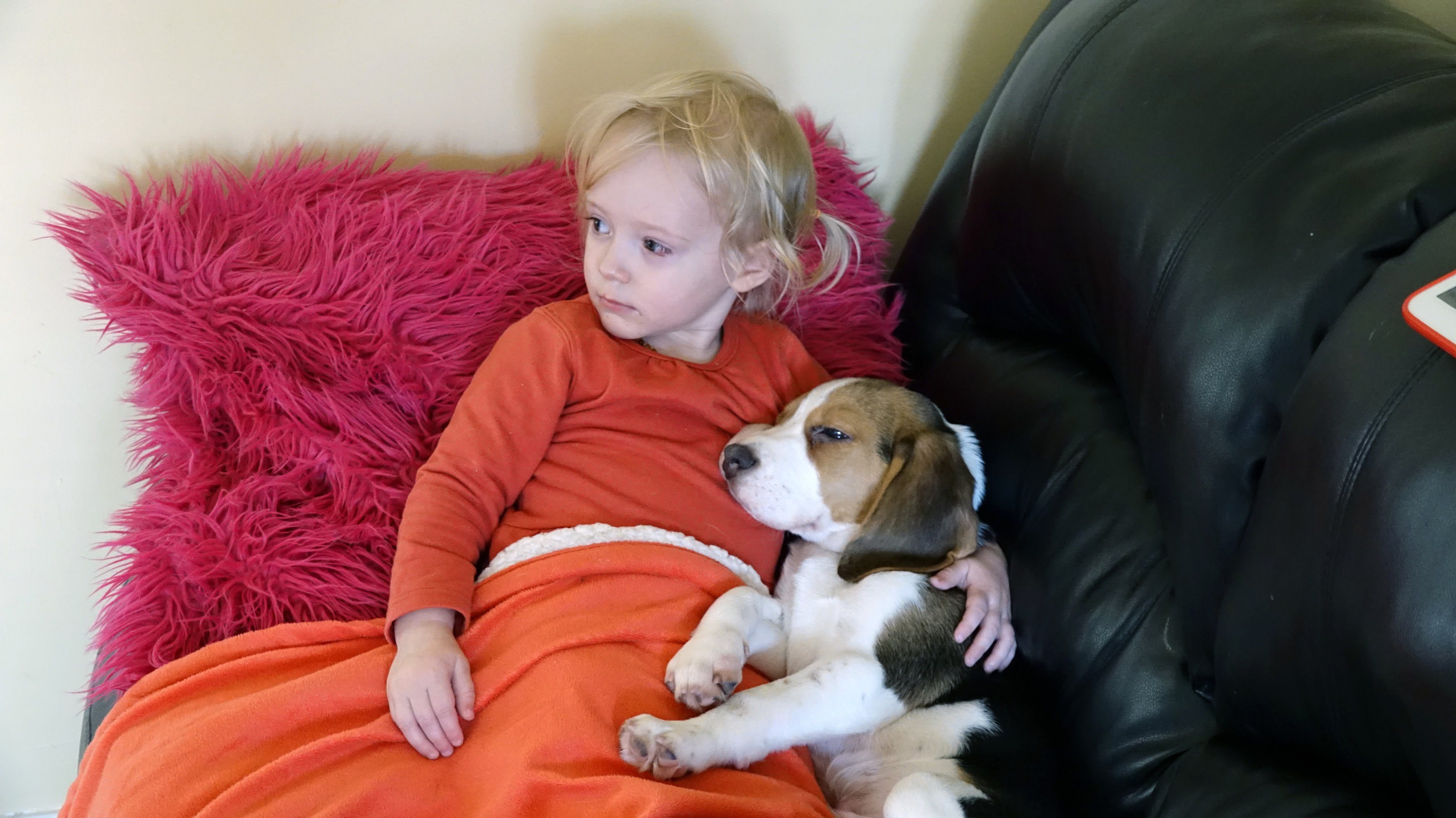 Cute Dogs Comfort a Sick Child While Watching a Movie